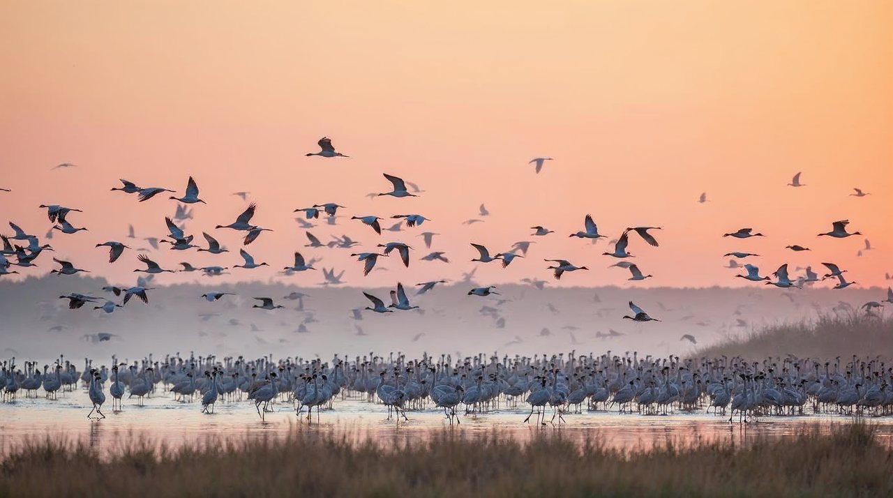 AI illustration: Hundreds of sandhill cranes flying over the shallow Platte River at sunrise